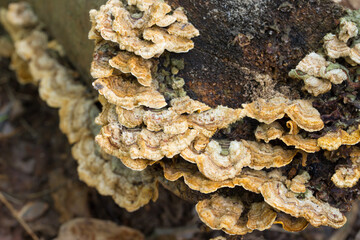 orange Trametes versicolor on fallen birch closeup