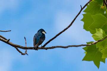 Obraz premium Tree swallow on a branch with blue sky and green leaves