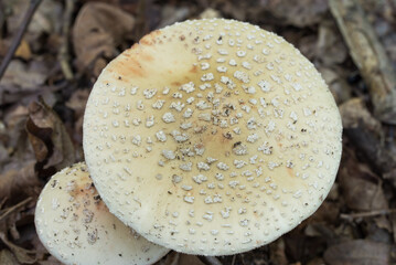 Amanita mushrooms in forest