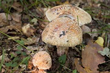 Amanita mushrooms in forest