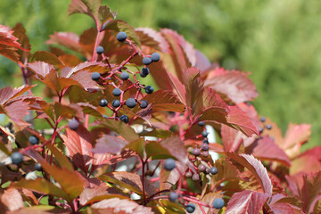 Beautiful virginia creeper (Parthenocissus quinquefolia) foliage in autumn. Blur background.