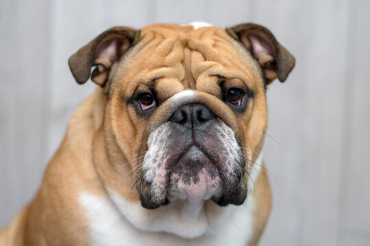 English bulldog