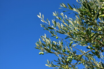 Olive tree against blue sky, closeup of branches, copy space	