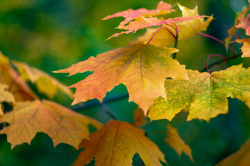 multicolored maple leaves on a branch