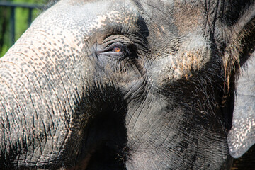 Asian female elephants beg for food at a zoo in Liaoning, China

