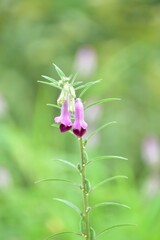 A flower, sometimes known as a bloom or blossom, is the reproductive structure found in flowering plants. The biological function of a flower is to facilitate reproduction, usually by providing a mech