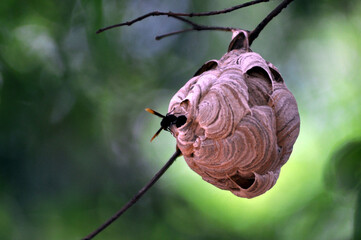 Before the Rain..bees in hurry to make beehives as a sign of arrival of rain ,in Bangalore,India --/by Suresh Nampoothiri