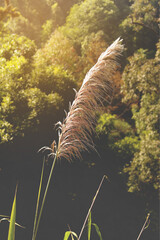 Grass Flower in Landscape