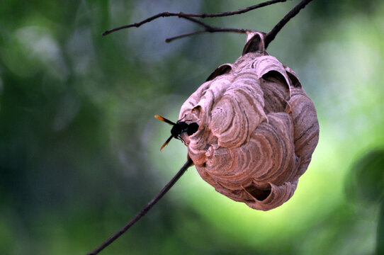 Before the Rain..bees in hurry to make beehives as a sign of arrival of rain ,in Bangalore,India --/by Suresh Nampoothiri