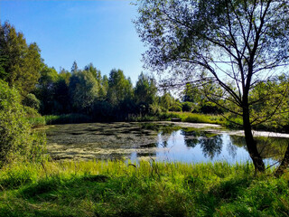 Forest lake, trees around and blue sky. Beautiful postcard. Background.