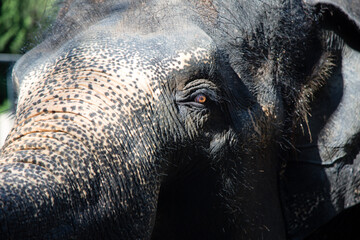 Asian female elephants beg for food at a zoo in Liaoning, China
