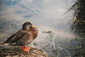 Ducks sitting by a lake in Orlando florida baldwin park central florida 