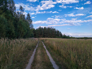 Fototapeta na wymiar The road from the field to the pine forest. And the road to the field. Blue sky with white clouds. Beautiful postcard. Background.