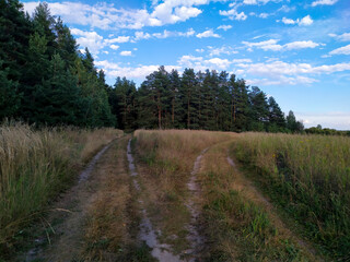 Fototapeta na wymiar Fork of two roads. The road from the field to the pine forest. And the road to the field. Blue sky with white clouds. Beautiful postcard. Background.