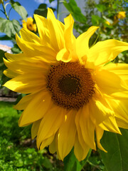 Sunflower flower close-up. Autumn. The flower is yellow.