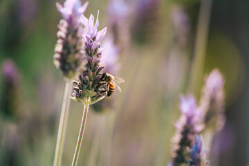 Bee perched on a lavender flower. Copy space.