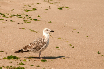 Yellow-legged gull Larus michahellis closeup on wet sea sandy beach