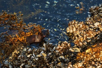 young brown european otter by the sea side with mussels and seaweed with wet fur in the sunlight