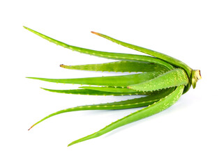 Aloe vera plant isolated on white