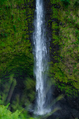 緑の中の滝