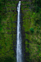 Fototapeta na wymiar 緑の中の滝