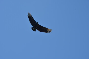 Aves Paraguay
