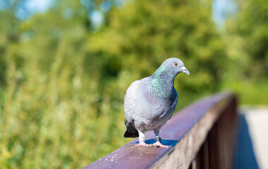 .A ringed carrier pigeon takes a break on its flight into the domestic dovecote