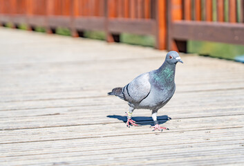 .A ringed carrier pigeon takes a break on its flight into the domestic dovecote