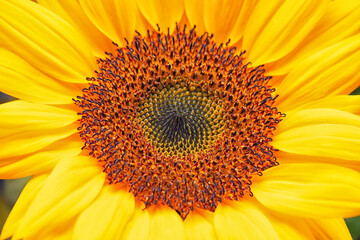 Beautiful sunflower macro shot