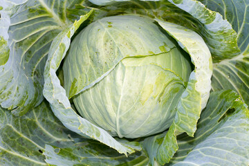 Fototapeta premium Fresh cabbage.