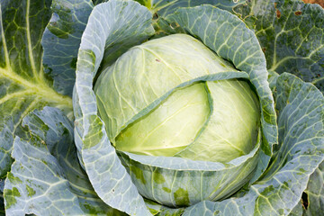 Fototapeta premium Fresh cabbage.