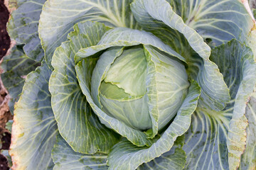 Obraz premium Fresh cabbage.