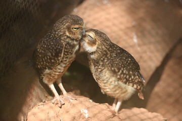 Aves Paraguay