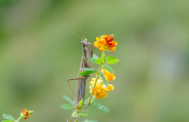  Close up of pair of Beautiful European mantis ( Mantis religiosa )