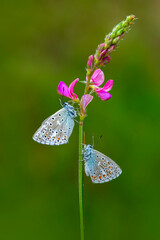 Macro shots, Beautiful nature scene. Closeup beautiful butterfly sitting on the flower in a summer garden.