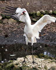 Whooping Crane Stock Photos. Close-up profile view with its spread wings standing on moss rock by the water in its environment and habitat. Image. Portrait. Picture. Endangered species.