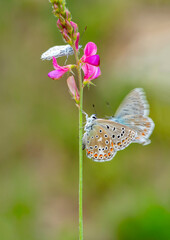 Macro shots, Beautiful nature scene. Closeup beautiful butterfly sitting on the flower in a summer garden.