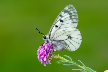 Macro shots, Beautiful nature scene. Closeup beautiful butterfly sitting on the flower in a summer garden.