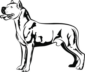 Dogo Argentino dog standing full body vector illustration