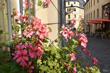 Fototapeta na wymiar flowers in the street