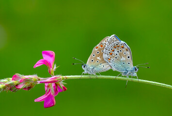 Macro shots, Beautiful nature scene. Closeup beautiful butterfly sitting on the flower in a summer garden.