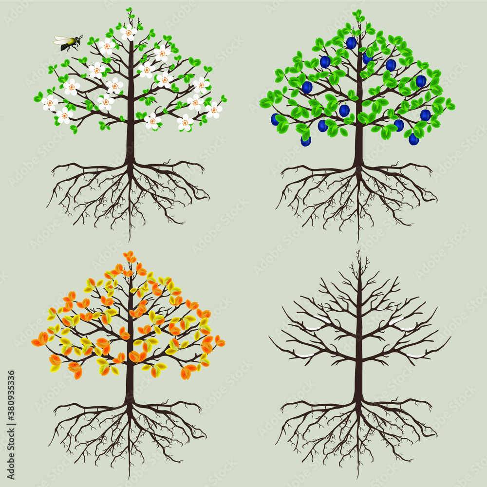 Canvas Prints plum tree in different seasons on a white background.