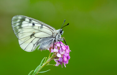 Macro shots, Beautiful nature scene. Closeup beautiful butterfly sitting on the flower in a summer garden.