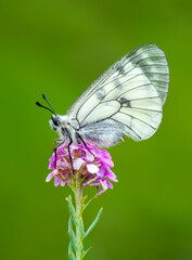 Macro shots, Beautiful nature scene. Closeup beautiful butterfly sitting on the flower in a summer garden.