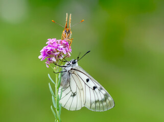 Macro shots, Beautiful nature scene. Closeup beautiful butterfly sitting on the flower in a summer garden.