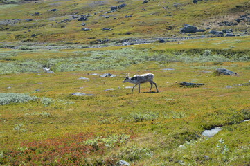 Obraz premium Climbing Kebnekaise in Lapland, Sweden's highest mountain