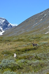 Obraz premium Climbing Kebnekaise in Lapland, Sweden's highest mountain