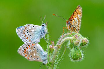 Macro shots, Beautiful nature scene. Closeup beautiful butterfly sitting on the flower in a summer garden.