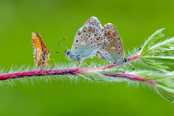 Macro shots, Beautiful nature scene. Closeup beautiful butterfly sitting on the flower in a summer garden.