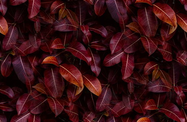 Red leaves background, Flat lay of red leaf textured and backdrop